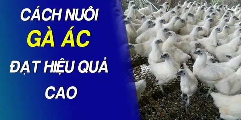 Cách chăm nuôi hiệu quả