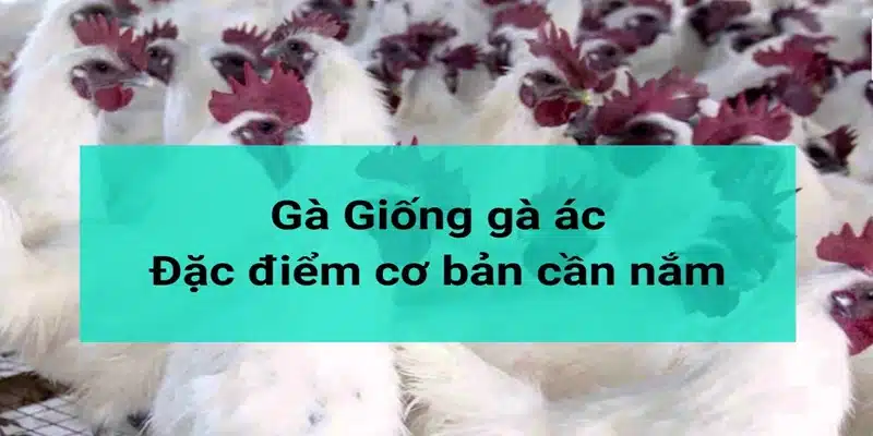 Những đặc điểm nổi bật của gà ác