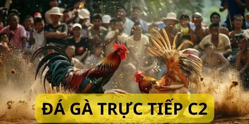 Các thông tin cần biết về giải đá gà C2