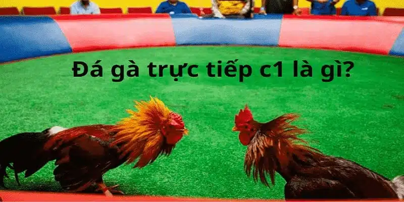 Các trận trực tiếp đá gà C1 luôn diễn ra hấp dẫn và kịch tính